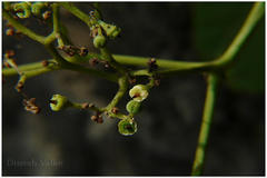 Cayratia trifolia